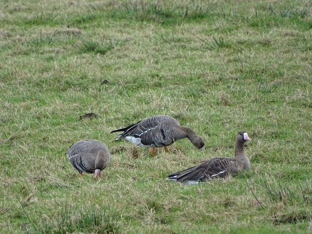 多樣化的戰 多樣化的戰